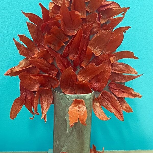 Жук Вероника